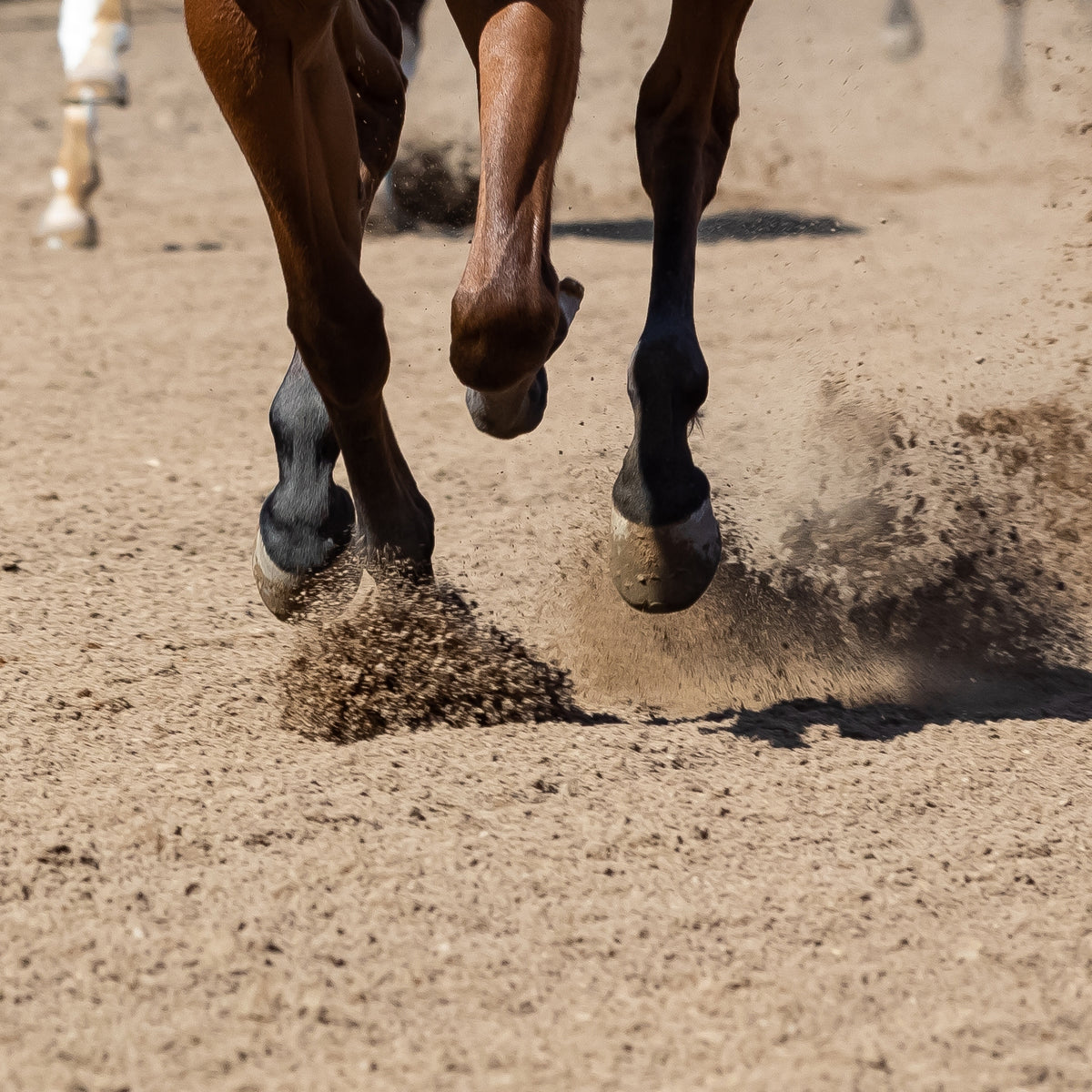 Equestrian Sand